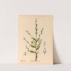Medicinal Plants Pl.093 by Charles Frederick Millspaugh