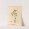 Medicinal Plants Pl.096 by Charles Frederick Millspaugh