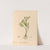 Medicinal Plants Pl.096 by Charles Frederick Millspaugh