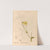Medicinal Plants Pl.097 by Charles Frederick Millspaugh