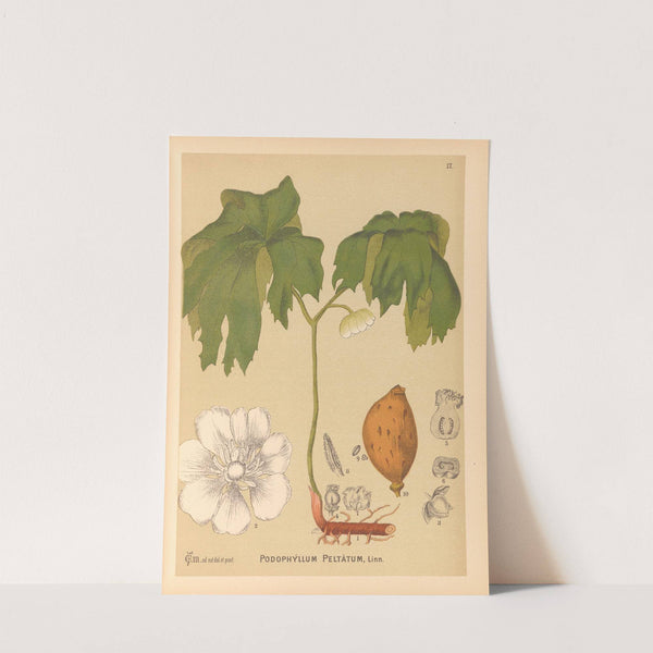 Medicinal Plants Pl.110 by Charles Frederick Millspaugh