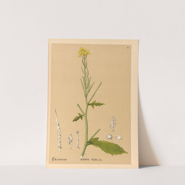 Medicinal Plants Pl.116 by Charles Frederick Millspaugh