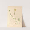 Medicinal Plants Pl.117 by Charles Frederick Millspaugh