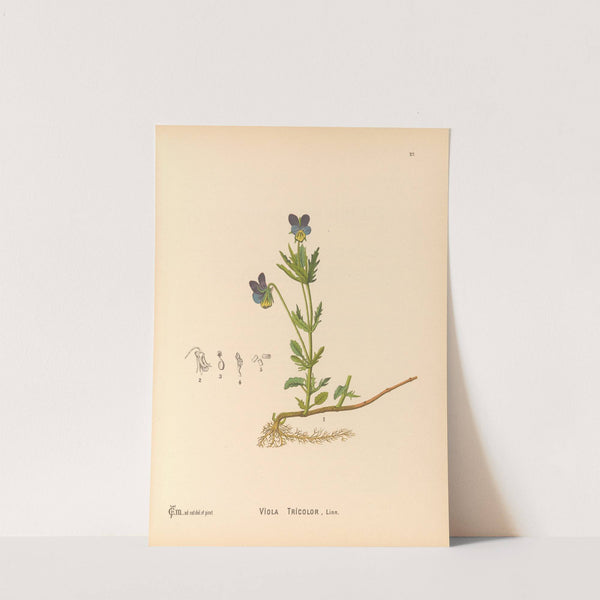 Medicinal Plants Pl.120 by Charles Frederick Millspaugh