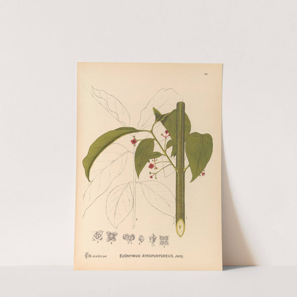 Medicinal Plants Pl.135 by Charles Frederick Millspaugh