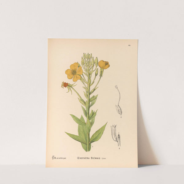 Medicinal Plants Pl.153 by Charles Frederick Millspaugh