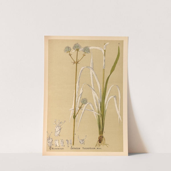 Medicinal Plants Pl.155 by Charles Frederick Millspaugh