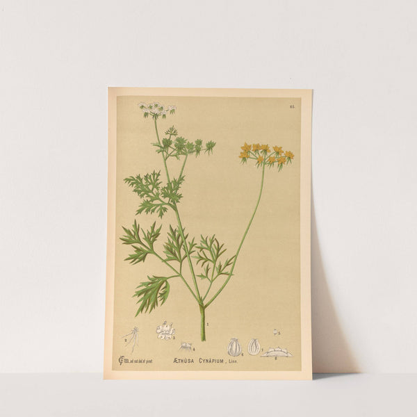 Medicinal Plants Pl.158 by Charles Frederick Millspaugh