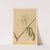 Medicinal Plants Pl.160 by Charles Frederick Millspaugh