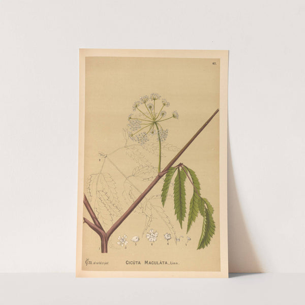 Medicinal Plants Pl.160 by Charles Frederick Millspaugh