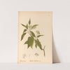 Medicinal Plants Pl.166 by Charles Frederick Millspaugh