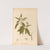 Medicinal Plants Pl.166 by Charles Frederick Millspaugh