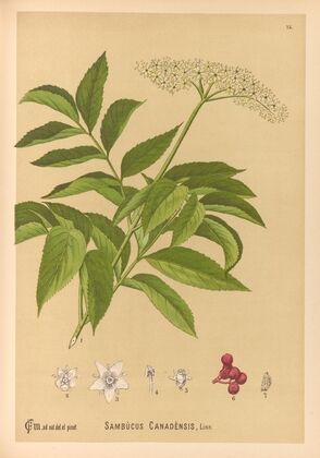 Medicinal Plants Pl.168 — size preview