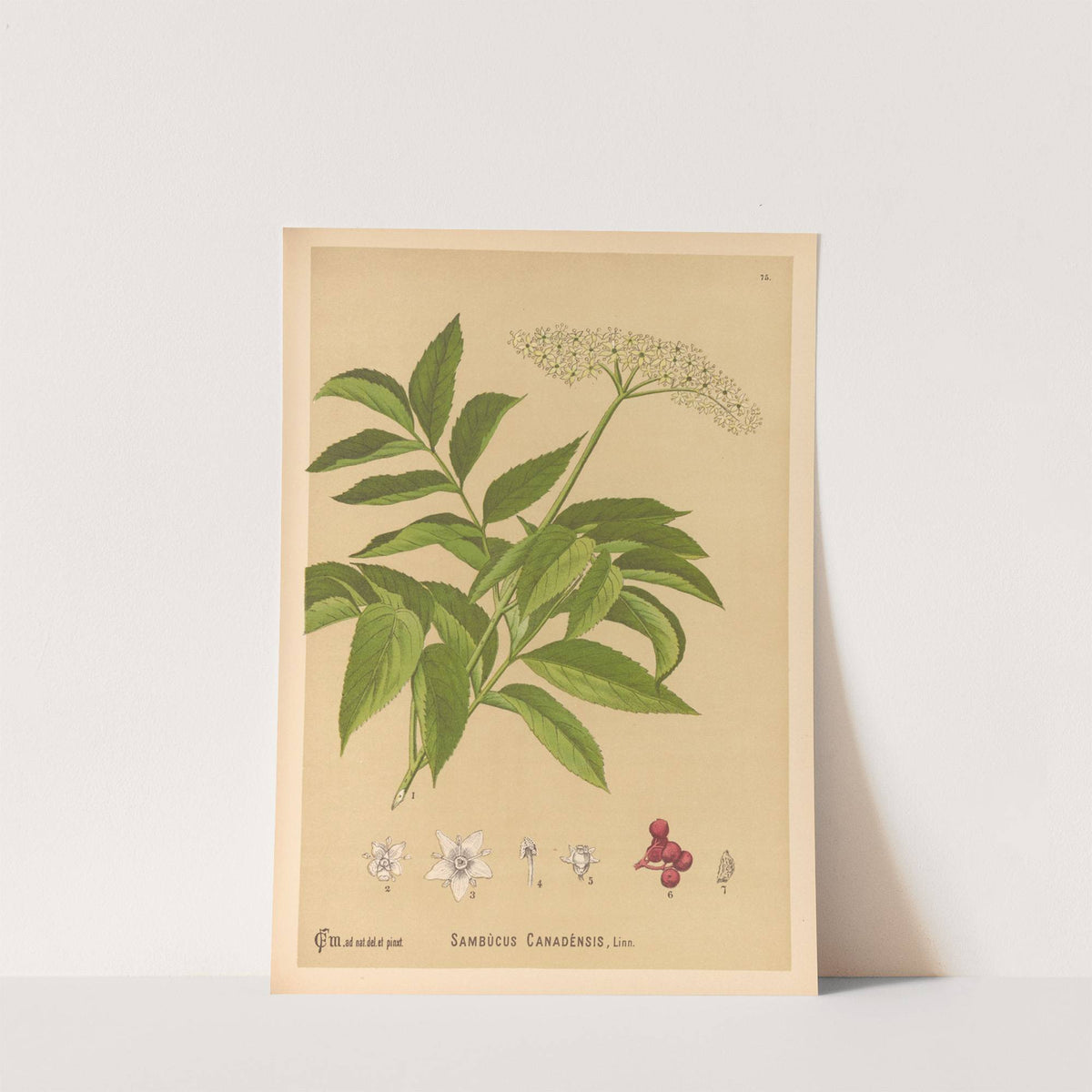 Medicinal Plants Pl.168 by Charles Frederick Millspaugh