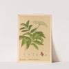 Medicinal Plants Pl.168 by Charles Frederick Millspaugh