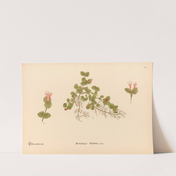 Medicinal Plants Pl.170 by Charles Frederick Millspaugh