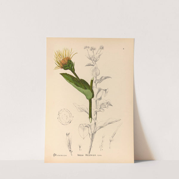 Medicinal Plants Pl.174 by Charles Frederick Millspaugh