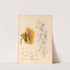 Medicinal Plants Pl.176 by Charles Frederick Millspaugh