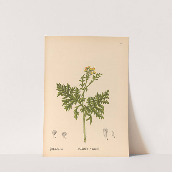 Medicinal Plants Pl.179 by Charles Frederick Millspaugh