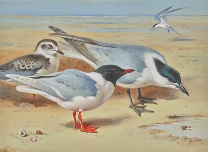 Mediterranean gull and juvenile with sandwich terns on a beach (1926)