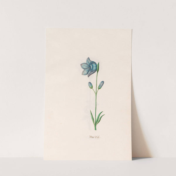 Meer Viol (1692) by Magdelena Rosina Funck