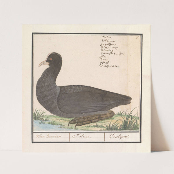 Meerkoet (Fulica atra) (1596-1610) by Anselmus Boëtius de Boodt