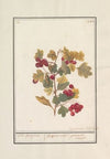 Meidoorn (Crataegus)