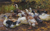 Meine Enten (Elf Enten am Ufer)