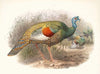 Melaeacris Ocellata