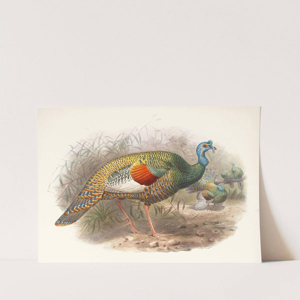 Melaeacris Ocellata by Joseph Smit