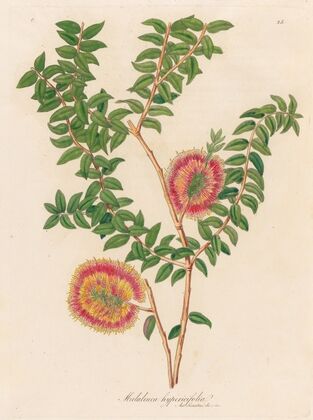 Melaleuca hypericifolia (1818-1824)