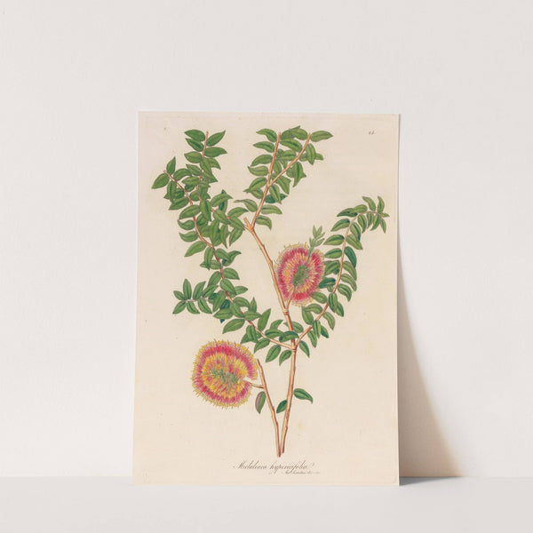 Melaleuca hypericifolia (1818-1824) by Gaetano Savi