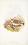 Melanocorypha calandra. Calandra Lark. (1862-1873)