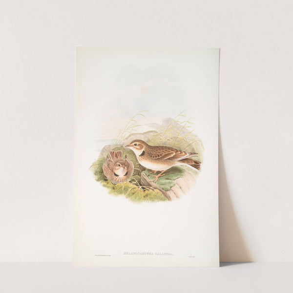 Melanocorypha calandra. Calandra Lark. (1862-1873) by John Gould