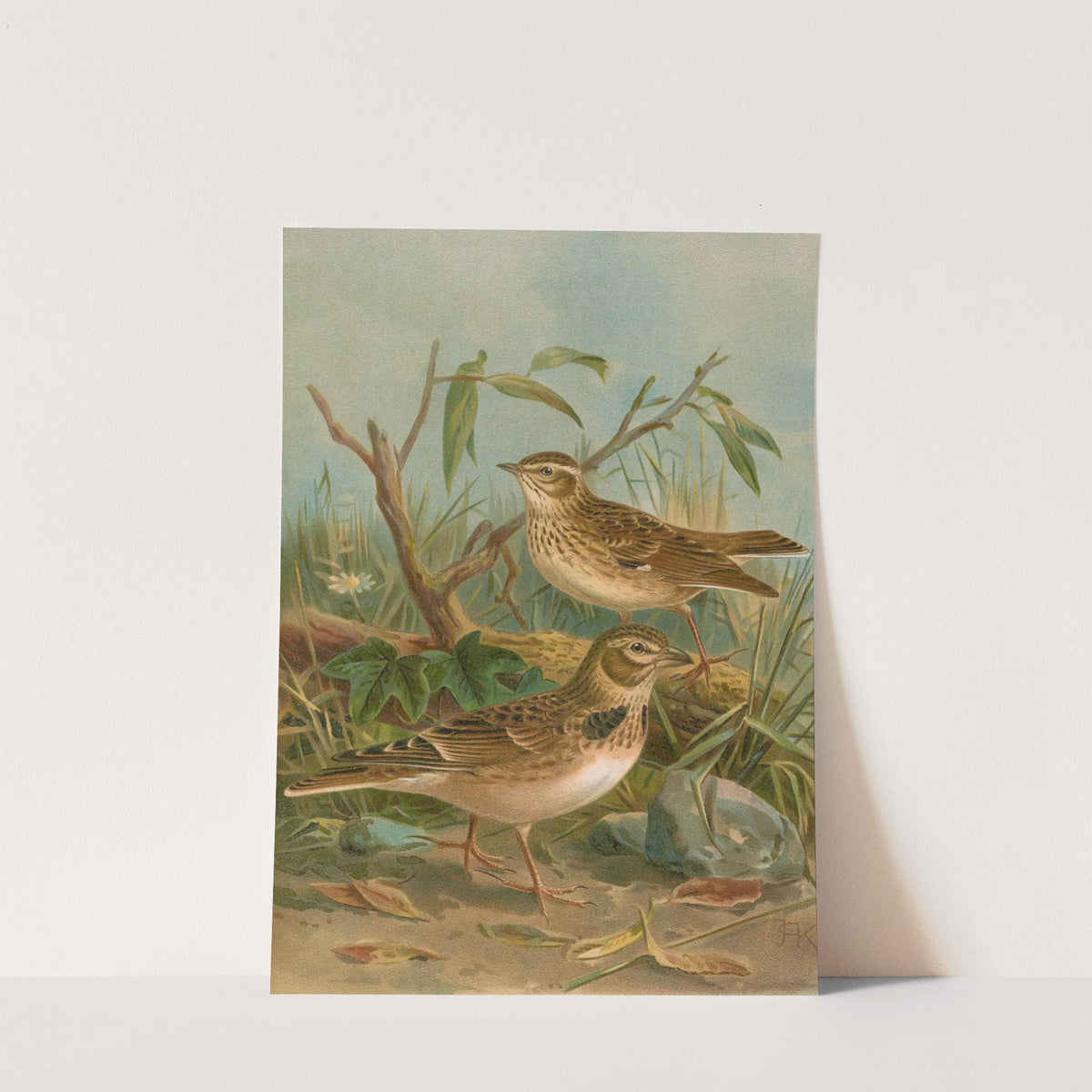 Melanocorypha calandra , Lullula arborea by Johann Friedrich Naumann