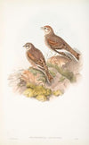 Melanocorypha leucoptera. White-winged Lark. (1862-1873)