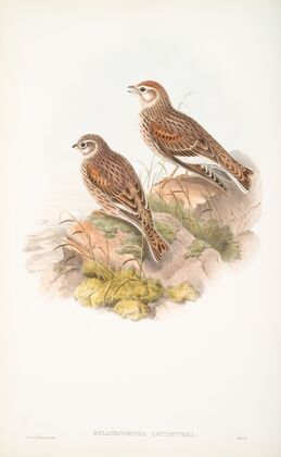 Melanocorypha leucoptera. White-winged Lark. (1862-1873)