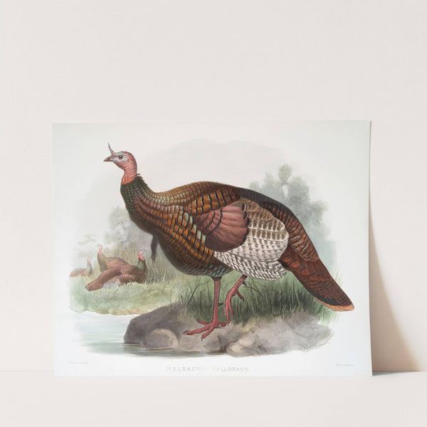 Meleagris gallopavo. (1872) by Joseph Smit