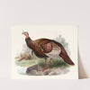 Meleagris gallopavo. by Joseph Smit