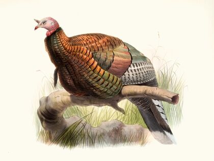 Meleagris Mexicana