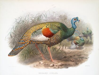 Meleagris ocellata. (1872)