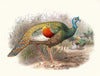 Meleagris ocellata.