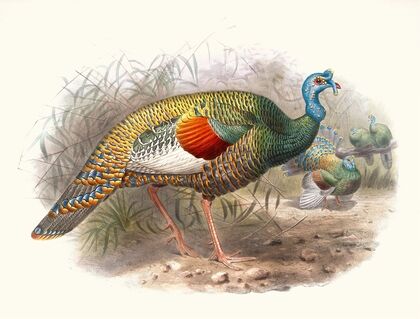 Meleagris ocellata.