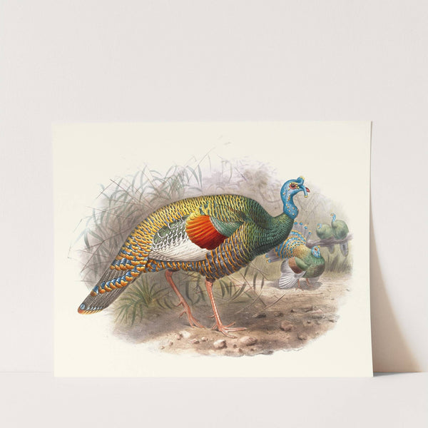 Meleagris ocellata. by Joseph Smit