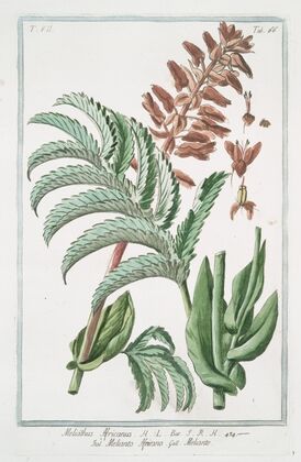 Melianthus Africanus – Melianto Africano – Meliante