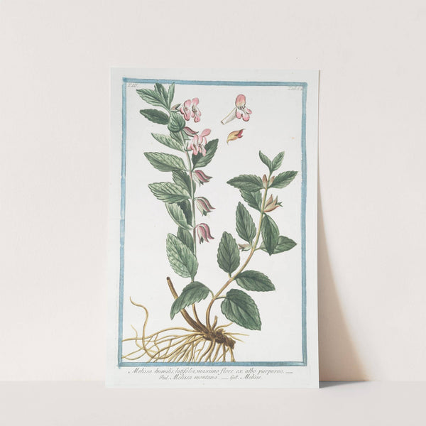 Melissa humilis, latifolia, maximo flore ex albo prupureo - Melissa montana - Melise by Giorgio Bonelli