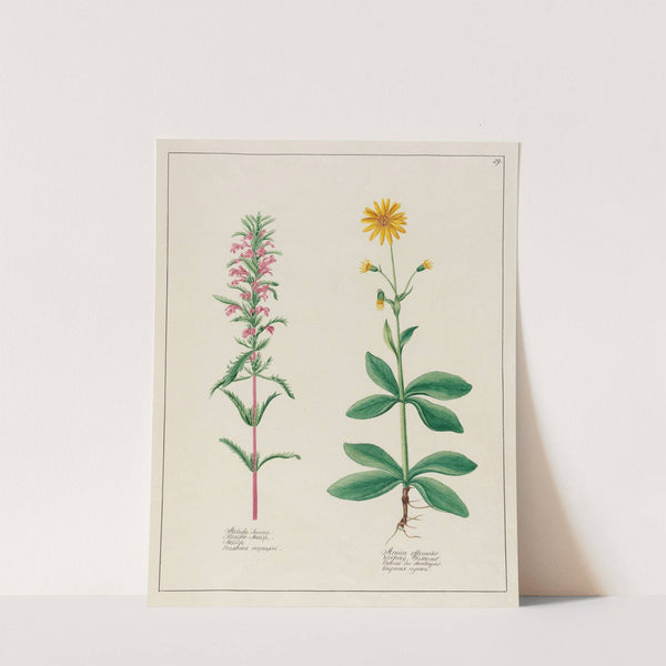 Melissa Turcica … [and] Arnica officinalis (1797–1810) by Petr Martynovich Gofman