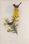 Melizophilus provincialis. Dartford Warbler. (1862-1873)
