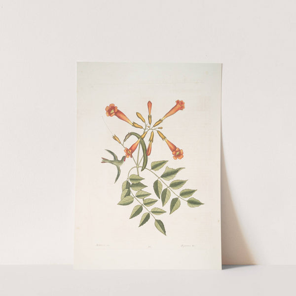 Mellivora &amp;c. , The Humming-bird; Bignonia &amp;c., The Trumpet-Flower. by Mark Catesby