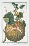 Melo sive Melopepo vulgo – Melone – Melon (Melo vulgaris)